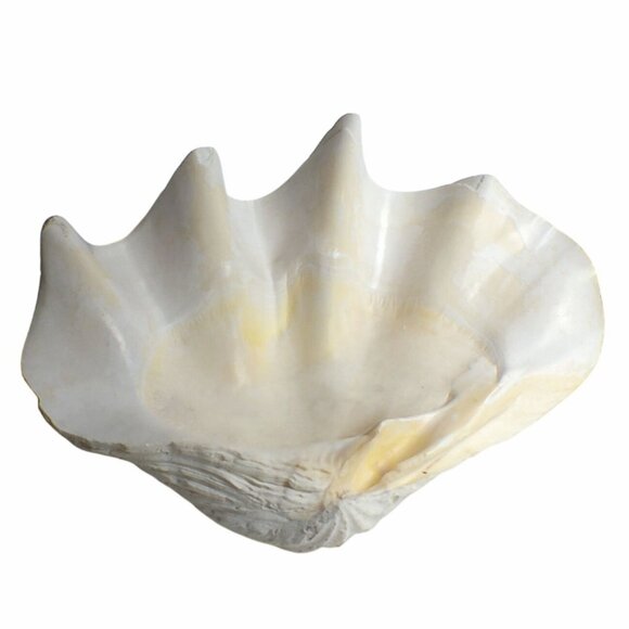 Giant Clam Shell Natural Large Vintage Decorative Piece 17.5"